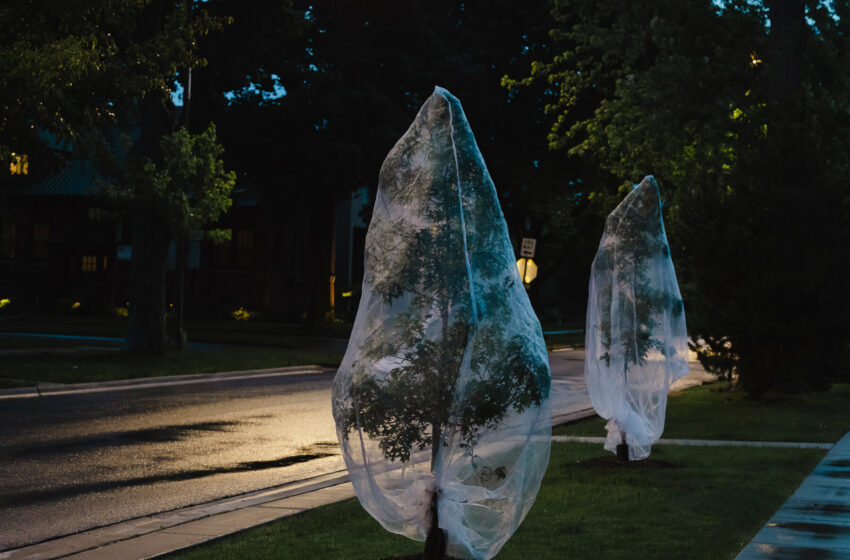  The Ghost Trees of Chicago