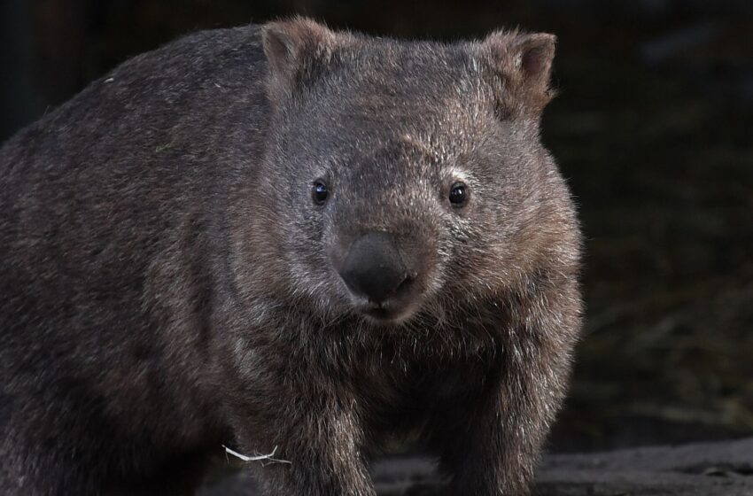  How Wombats May Save Other Animals From Wildfires