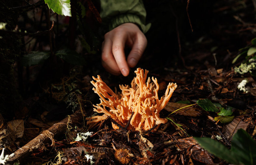  The Mushroom Hunters Can’t Stop Finding Mysterious Fungi