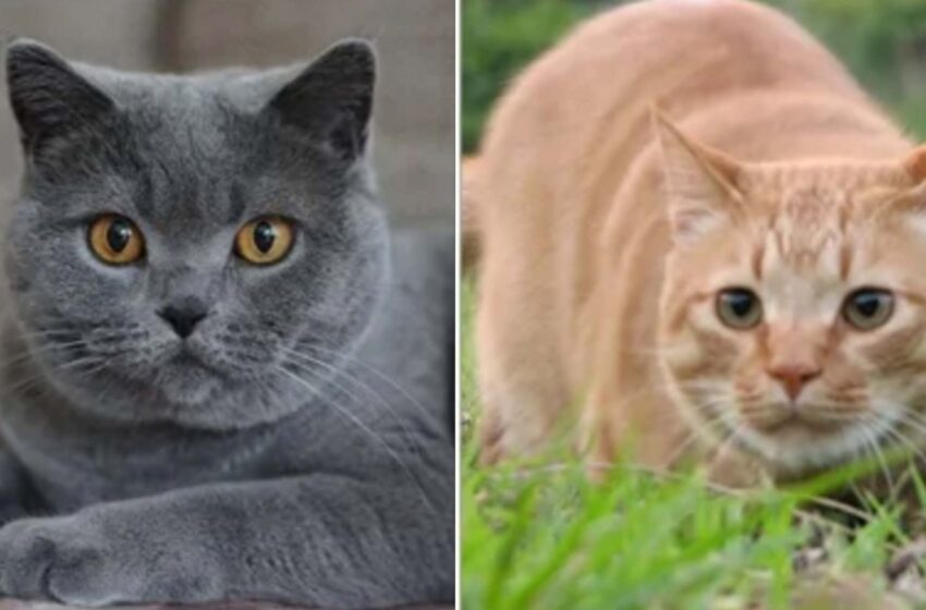 ai-can-now-detect-if-cats-are-in-pain-by-scanning-feline-faces