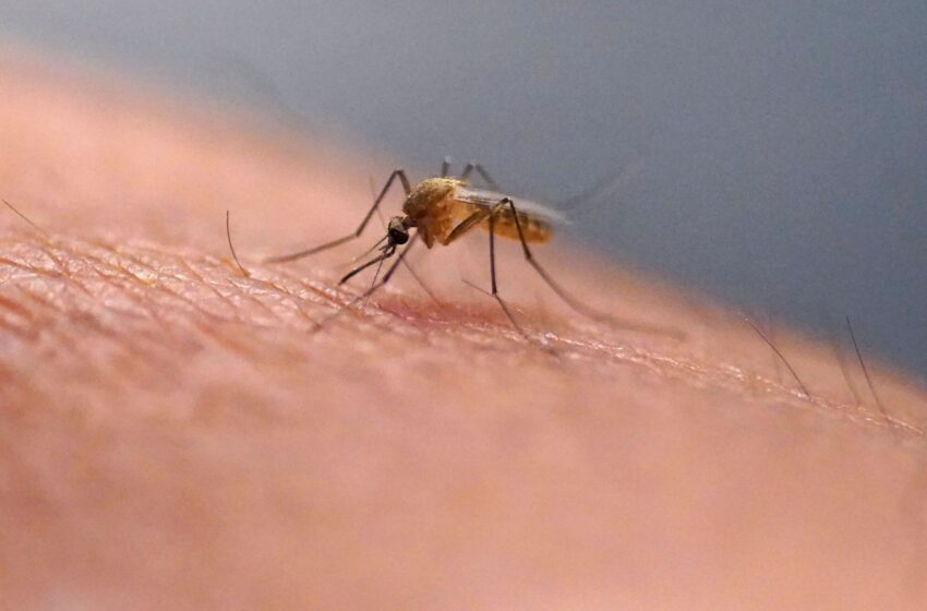  Dengue fever cases rising as climate change draws tiger mosquitoes to Europe