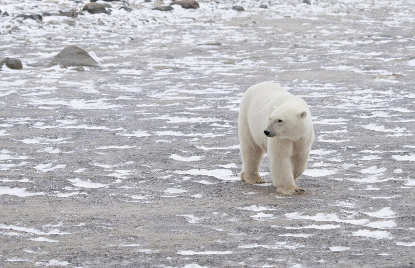  If Paris Agreement Goals Are Missed, These Polar Bears Could Go Extinct