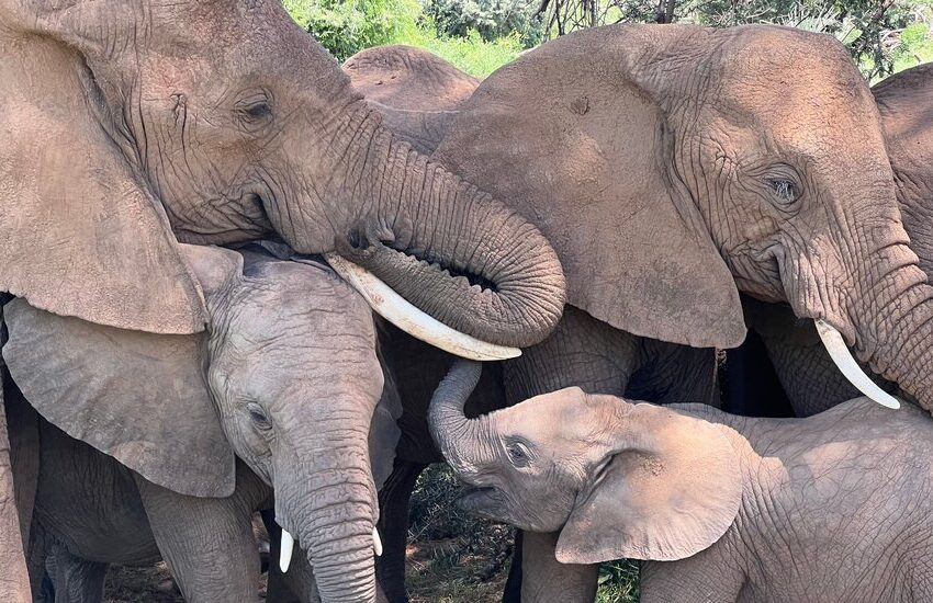 cada-elefante-tiene-nombre-propio,-sugiere-un-estudio