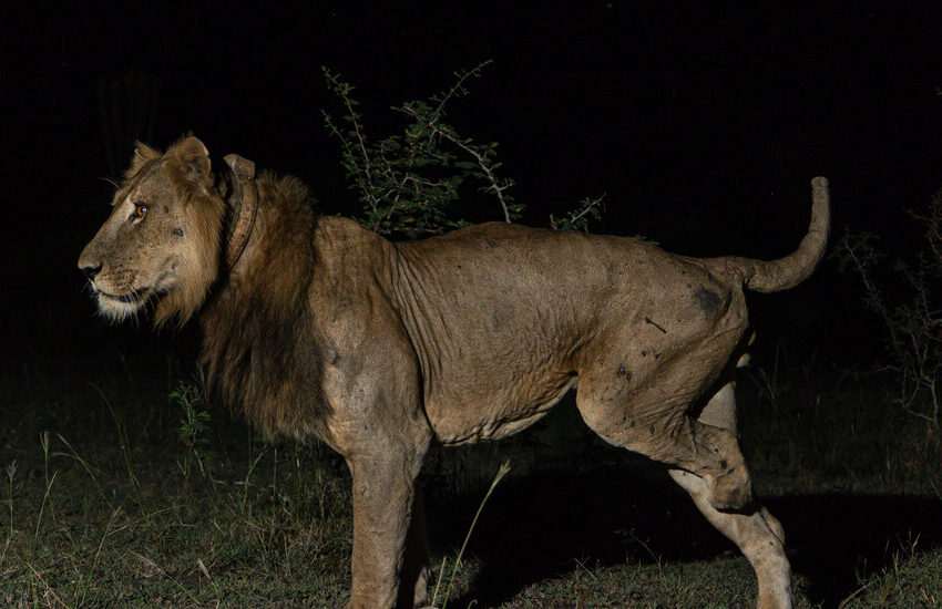 why-a-3-legged-lion-and-his-brother-swam-across-a-crocodile-filled-river