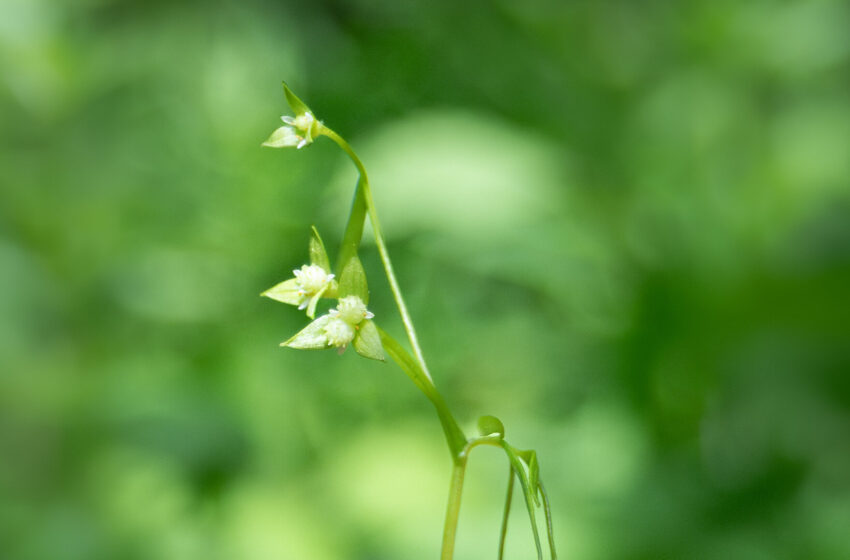  In Vermont, a Glimpse of a Plant Last Seen a Century Ago