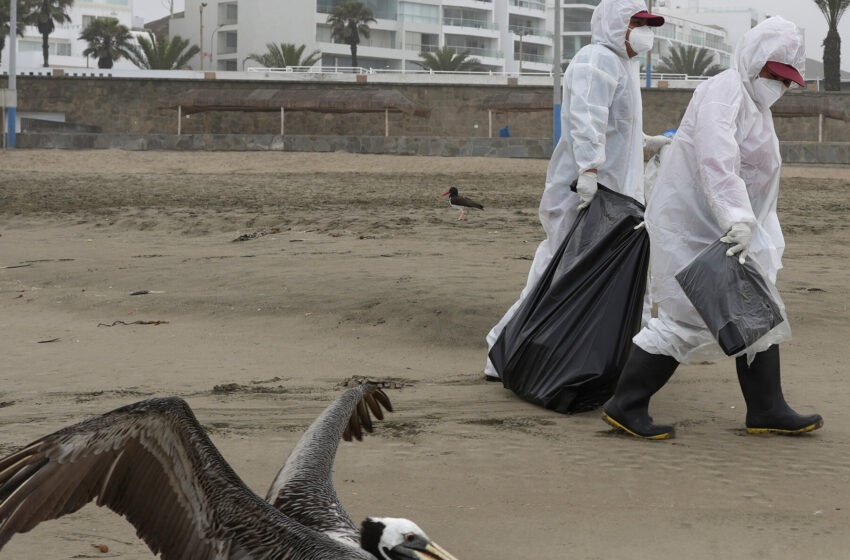  A Bird-Flu Pandemic in People? Here’s What It Might Look Like.