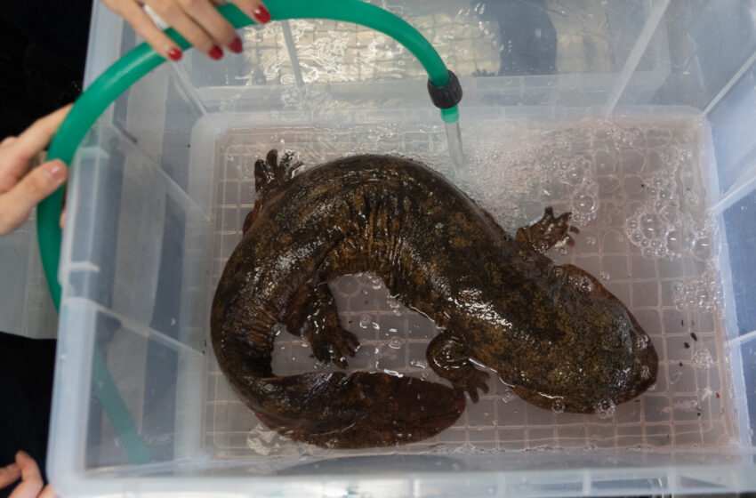 a-tale-of-two-nearly-extinct-giant-salamanders