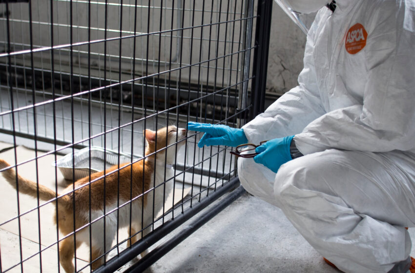  Bird Flu Is Infecting Cats (and the Occasional Dog). Here’s What to Know.