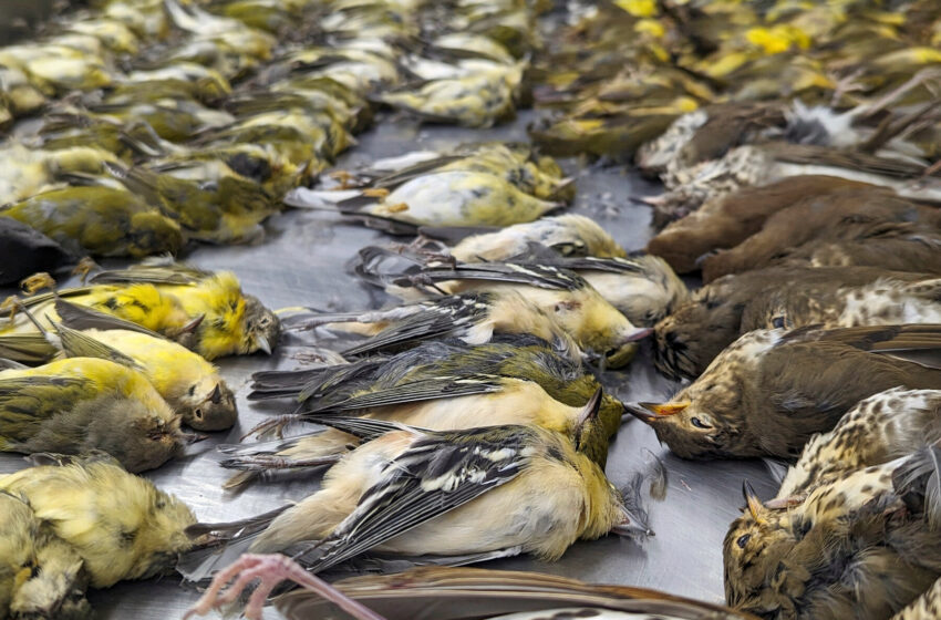 more-than-1,000-birds-died-one-night-in-chicago.-will-it-happen-again?