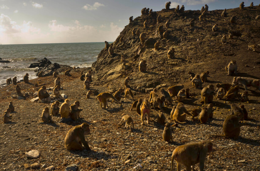 monkeys-in-puerto-rico-got-nicer-after-hurricane-maria