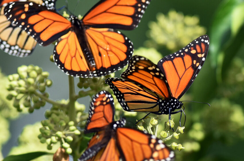  Butterflies Are in Decline. New Research Points to Insecticides.