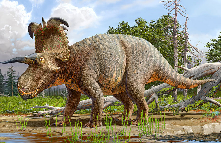 lokiceratops,-a-horned-dinosaur,-may-be-a-new-species