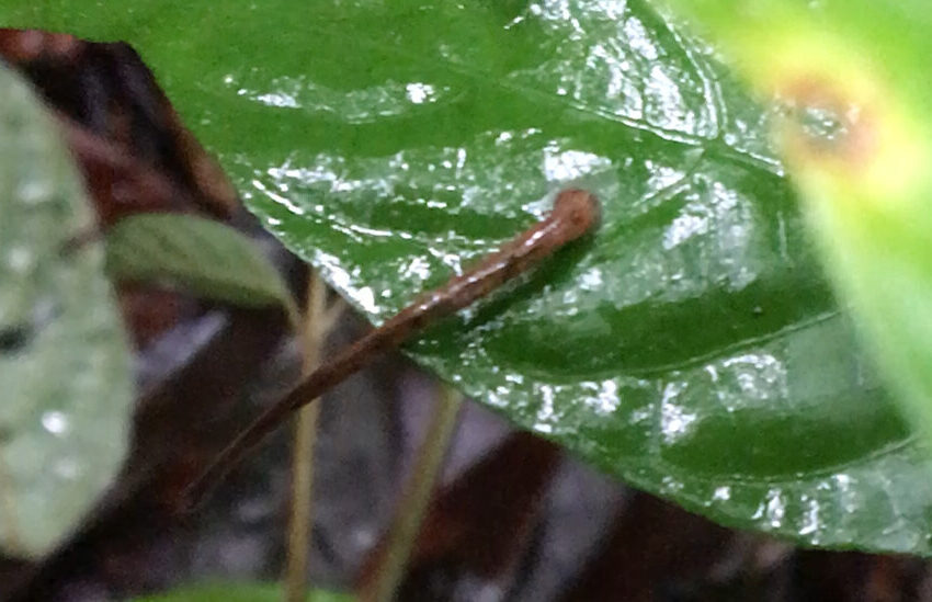  Videos Show That Leeches Can Jump in Pursuit of Blood