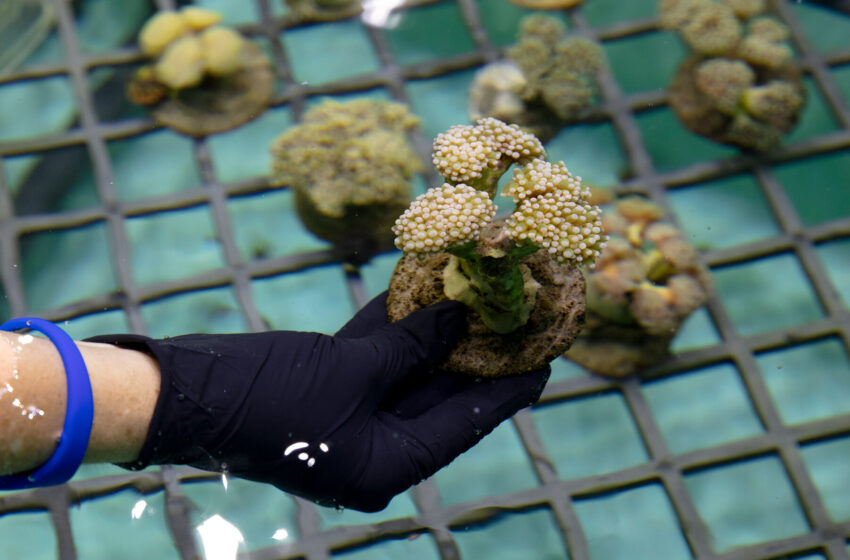  Unlikely Wild Animals Are Being Smuggled Into U.S. Ports: Corals