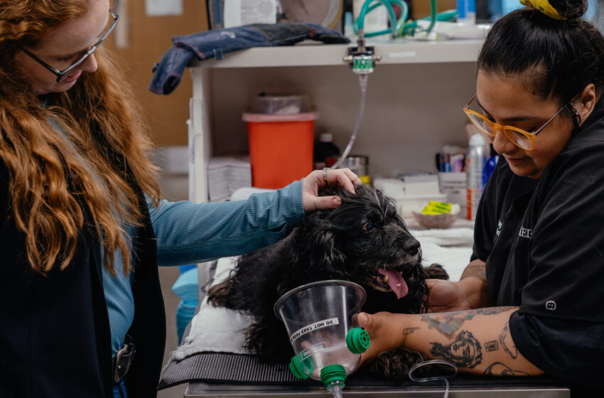  At Animal Hospitals, Social Workers Offer Care for the Humans