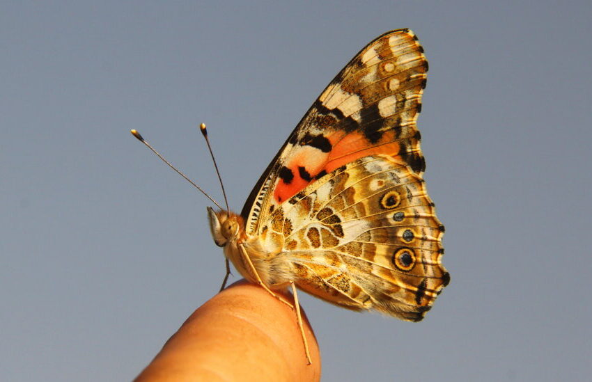  Scientists Find First Evidence That Butterflies Crossed an Ocean