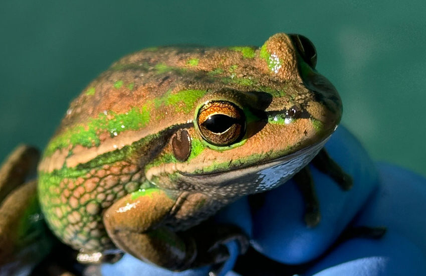 if-you-give-a-frog-a-sauna,-it-might-fight-off-a-deadly-fungus