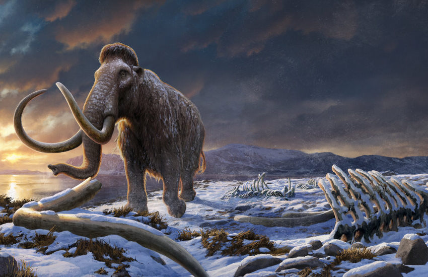 the-last-stand-of-the-woolly-mammoths