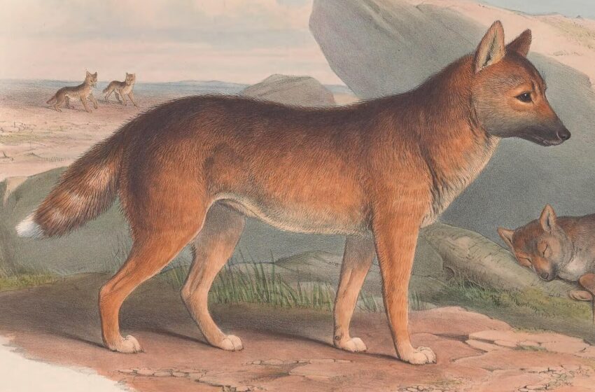  Did the First Australians Keep Dingoes as Pets?