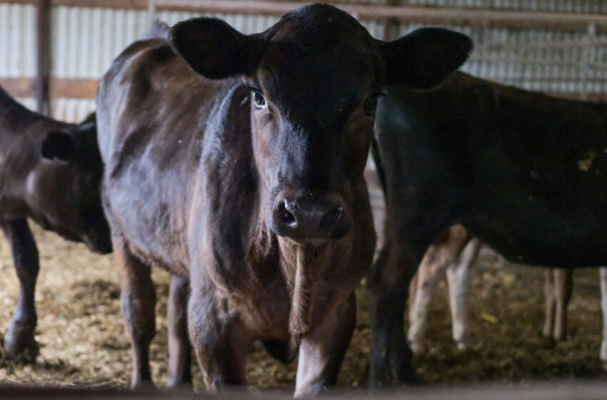  How Does Bird Flu Spread in Cows? Experiment Yields Some ‘Good News.’