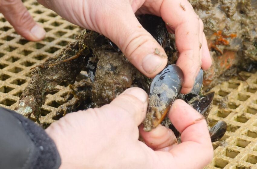  Fibreglass from boats found in food chain for first time