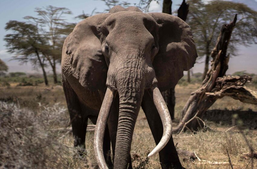 on-the-kenya-tanzania-border,-an-elephant-hunting-ban-has-collapsed