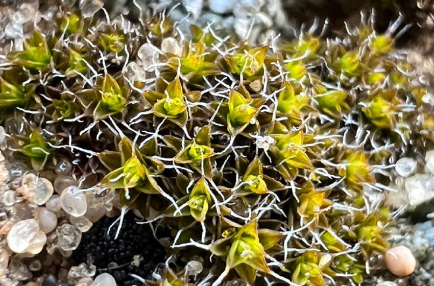  ‘Super moss’ discovered that could help sustain life on Mars