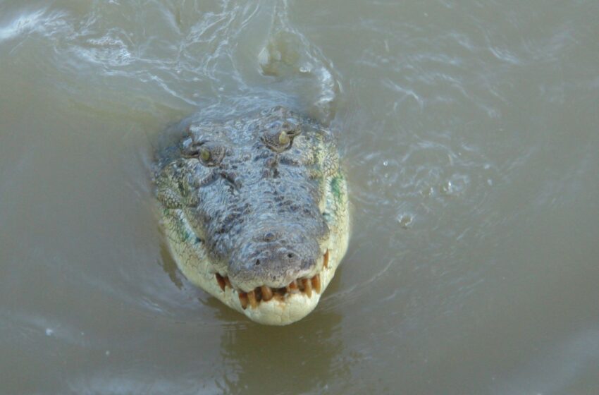  Crocodile shot dead after killing girl, 12