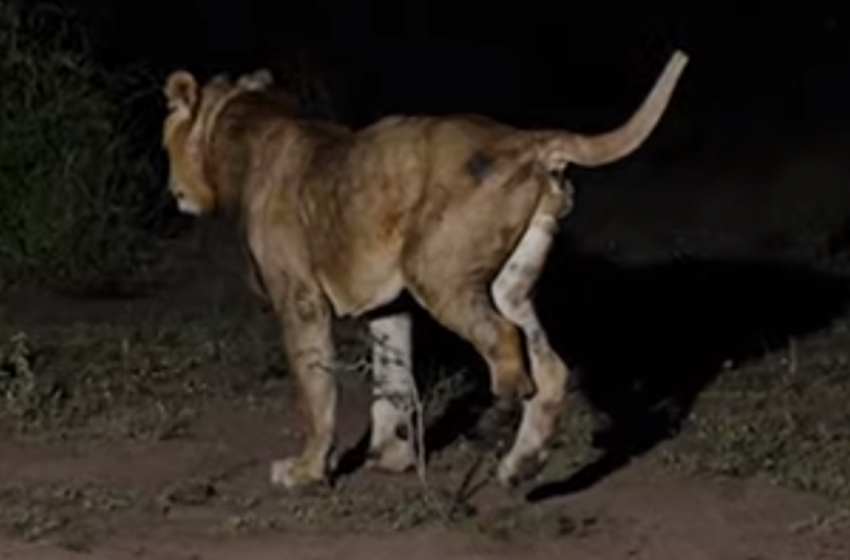  Three-legged lion makes ‘longest swim ever’ in crocodile-infested waters