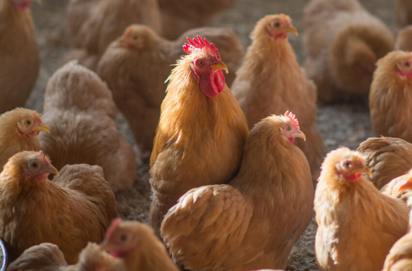  3 Presumed Bird Flu Cases Reported in Colorado