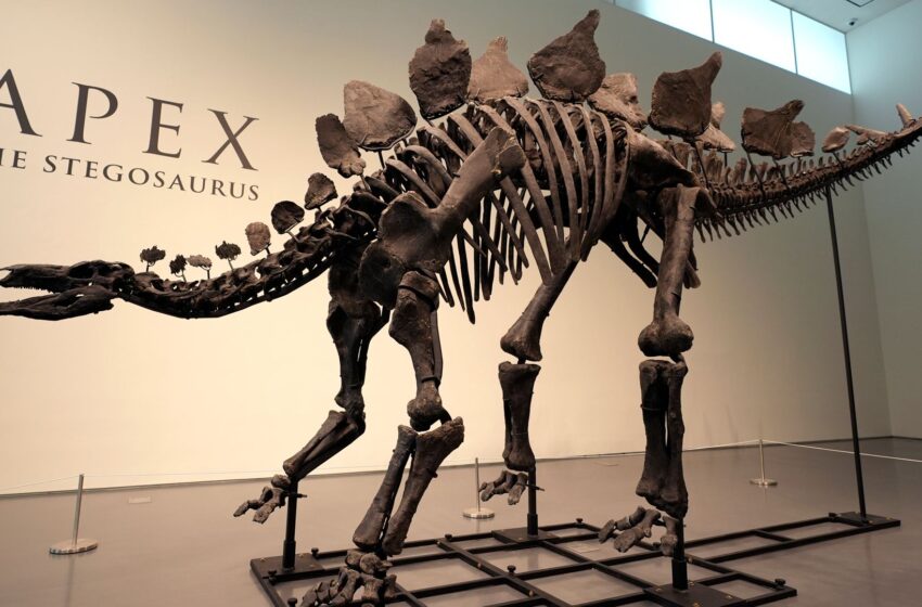  Nearly complete dinosaur fossil sells for record £34m