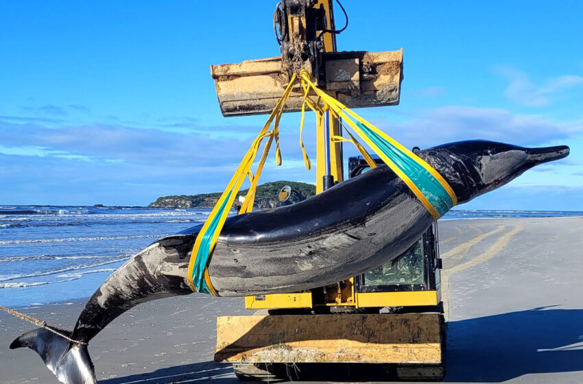 world’s-rarest-whale-washes-up-on-new-zealand-beach