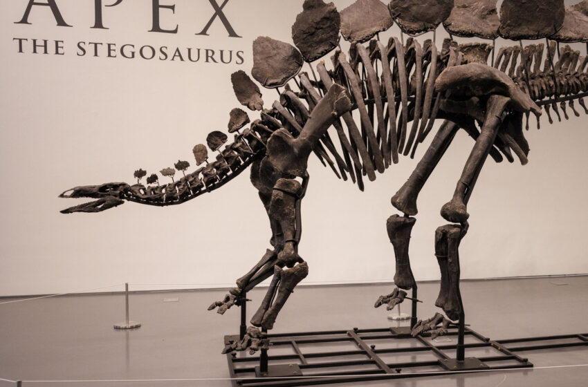 t-rex-dethroned?-a-stegosaurus-fossil-sells-for-a-record-$446-million.