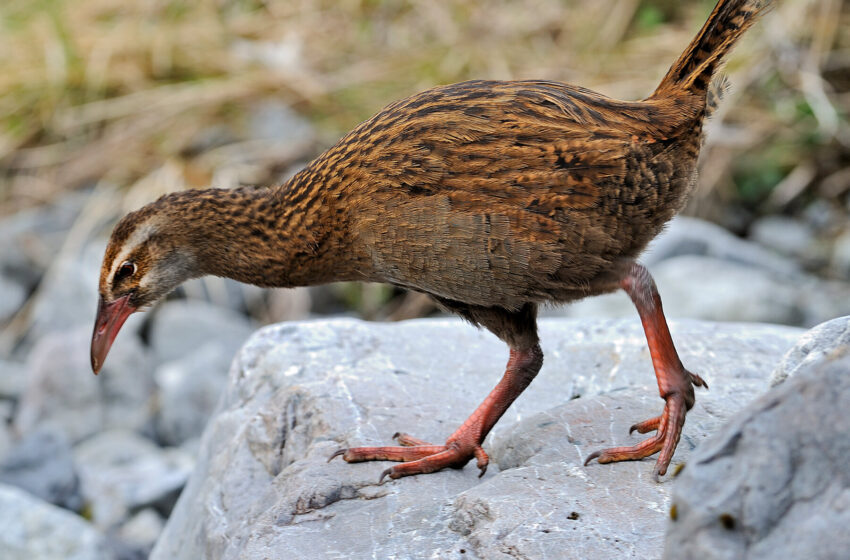 reality-show-contestant-apologizes-after-eating-protected-bird-in-new-zealand