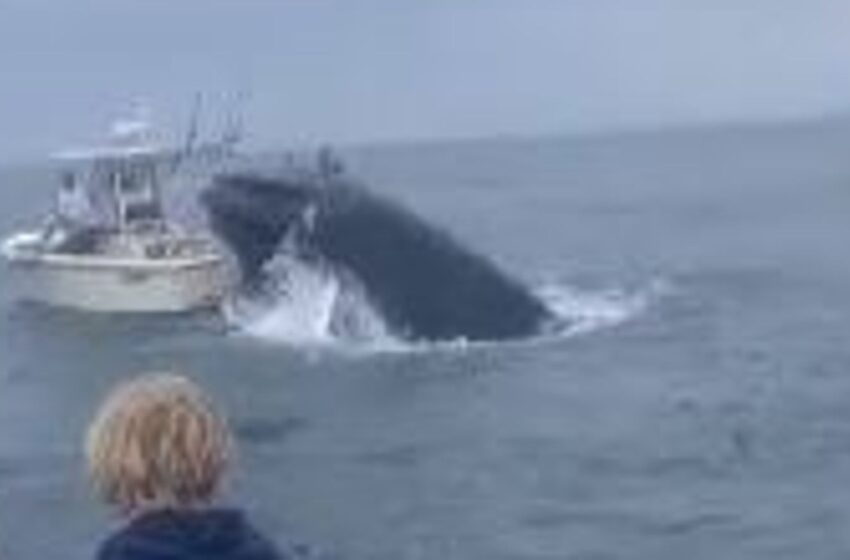 dramatic-video-shows-whale-capsizing-boat-–-throwing-two-people-overboard