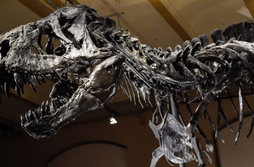  T. rex could have been ‘even bigger than previously thought’