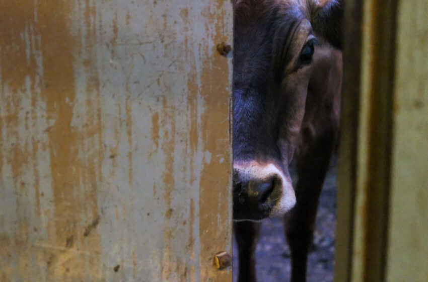  Halting the Bird Flu Outbreak in Cows May Require Thinking Beyond Milk