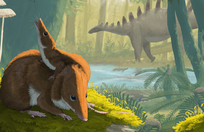  Fossil Hints That Jurassic Mammals Lived Slow and Died Old