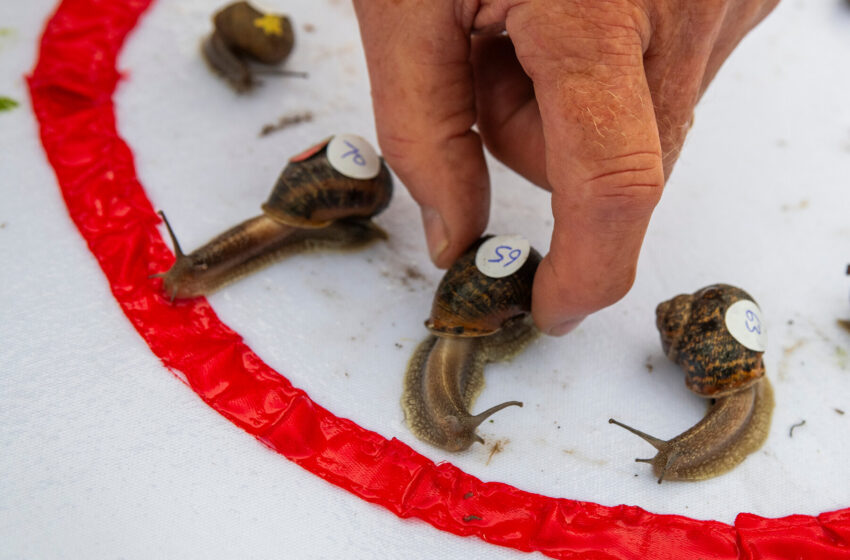  Championship Snail Racing at 0.006 M.P.H.