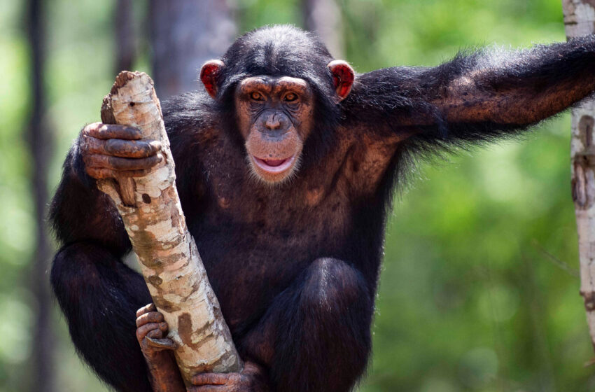  The Chimps Who Learned to Say ‘Mama’