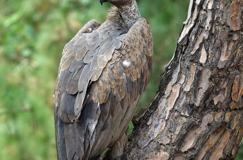  How a Crisis for Vultures Led to a Human Disaster: Half a Million Deaths