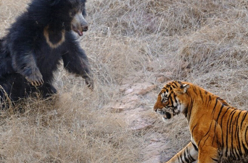 this-is-what-happens-when-tigers-try-to-sneak-up-on-small-bears