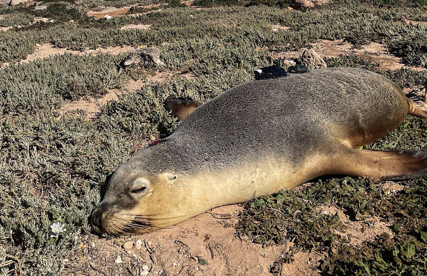  Sea Lions With Cameras Are Mapping Australian Ocean Floor