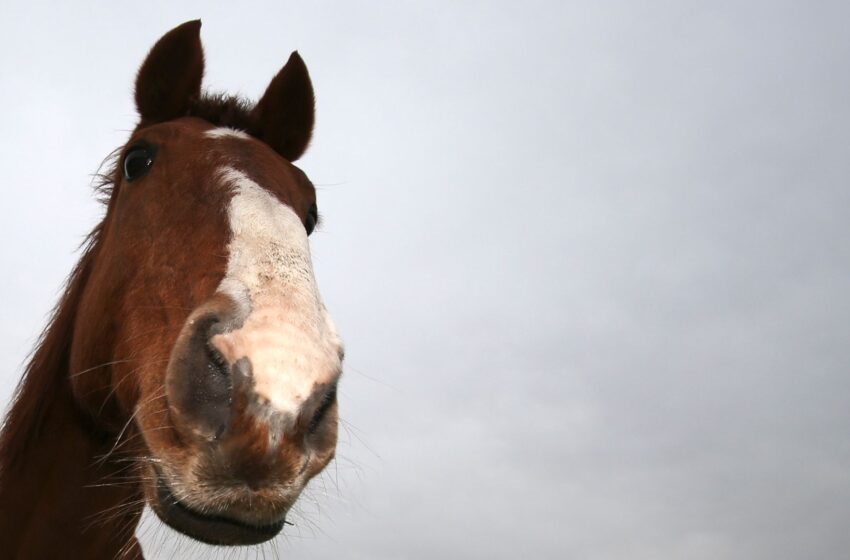 horses-are-smarter-than-previously-thought,-researchers-say