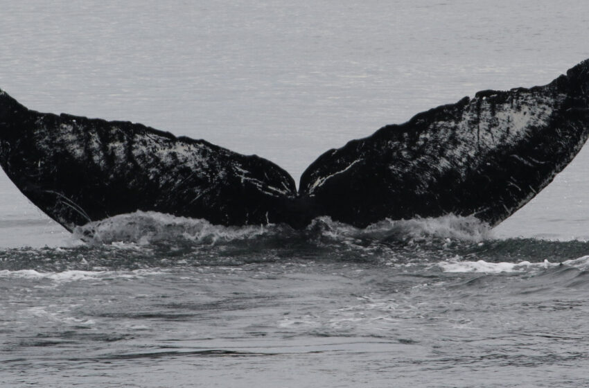  How the World’s Oldest Humpback Whale Has Survived Is a Mystery