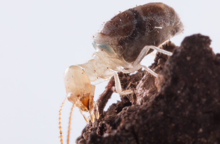  Beware the Toxic and Explosive Blue Backpack This Termite Carries