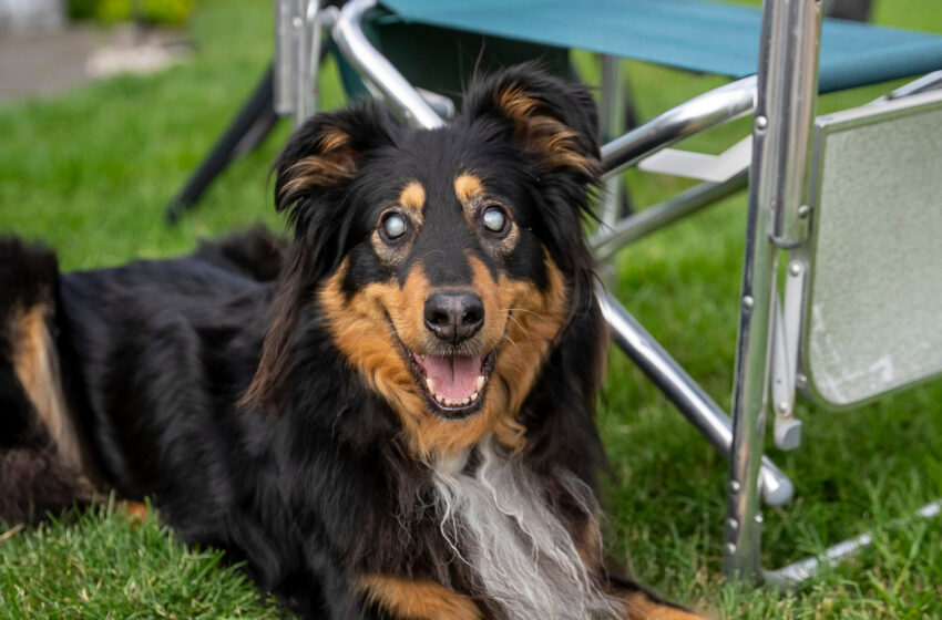 an-english-shepherd-dog-went-blind-now-she’s-helping-other-pups-avoid-her-fate.