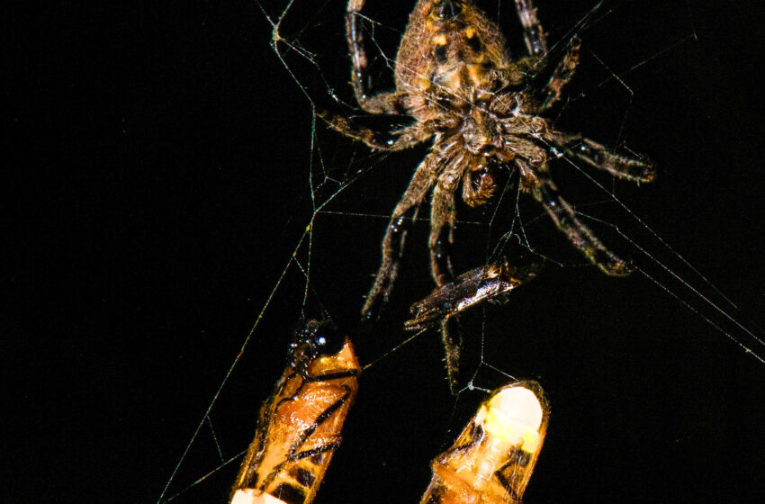  This Spider Uses a Light Show to Trick Eager Male Fireflies Into Its Web