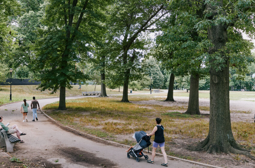  NO2 Emissions in Can Undo Some Benefits of City Trees, Study Finds