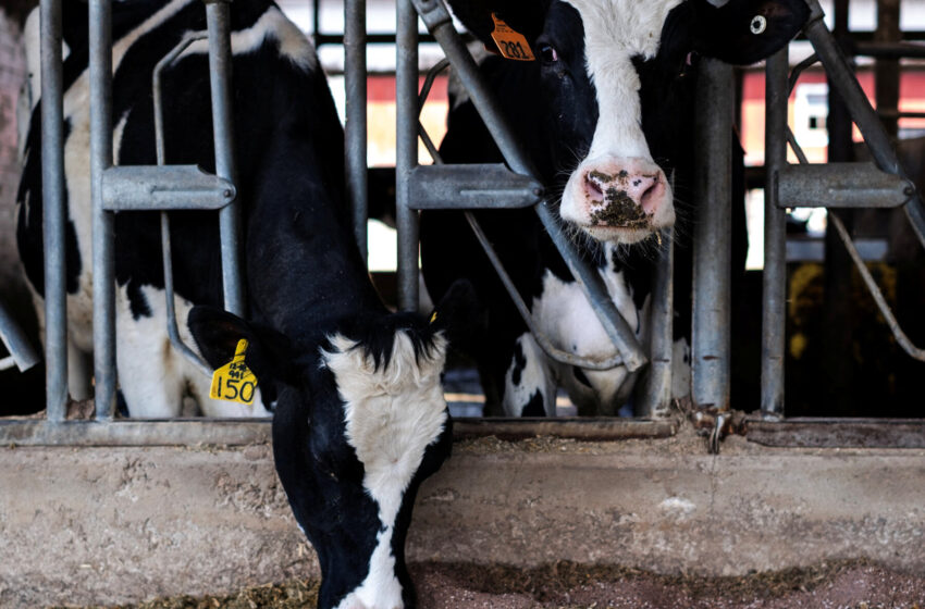  How U.S. Farms Could Start a Bird Flu Pandemic